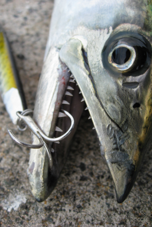 y-s21_06fish1.jpg